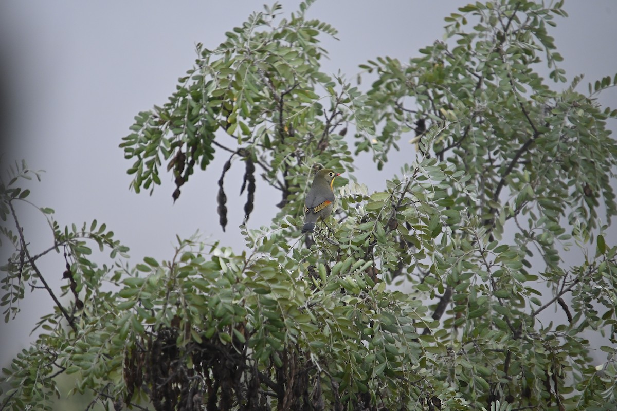 Léiothrix jaune - ML646212040