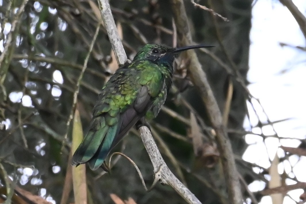 Colibri d'Anaïs - ML646212041