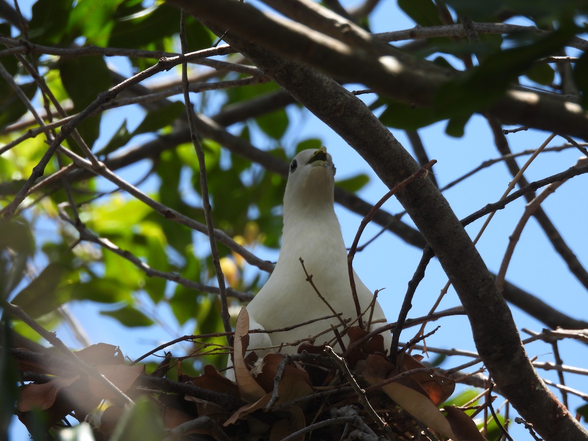 Carpophage argenté - ML646212042