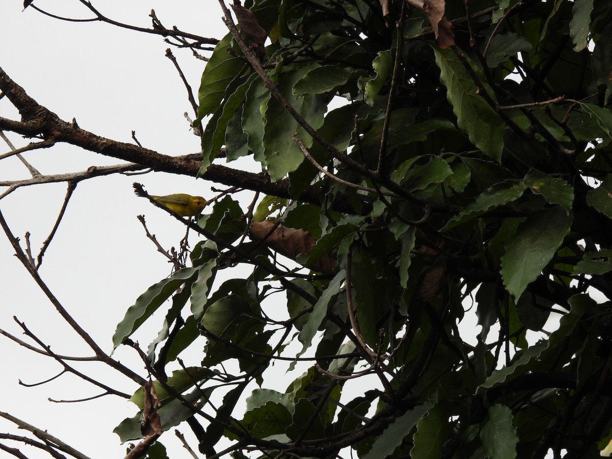 Paruline à calotte noire - ML646212043