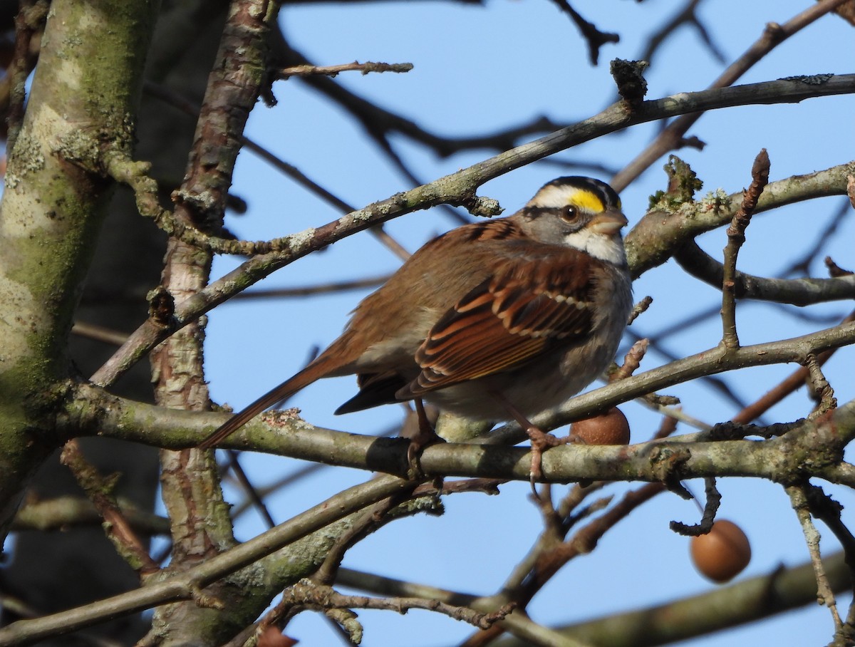Bruant à gorge blanche - ML646212044