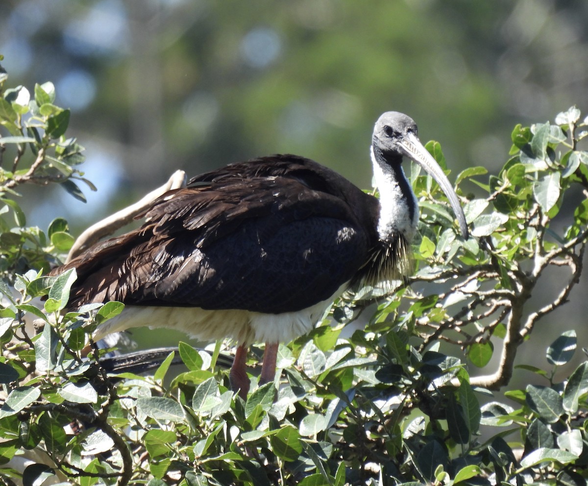 Ibis d'Australie - ML646212045