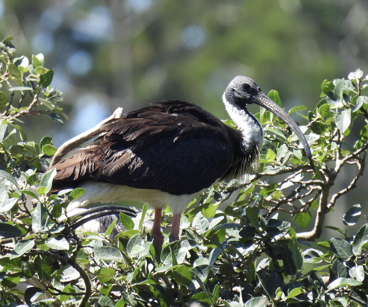 Ibis d'Australie - ML646212046