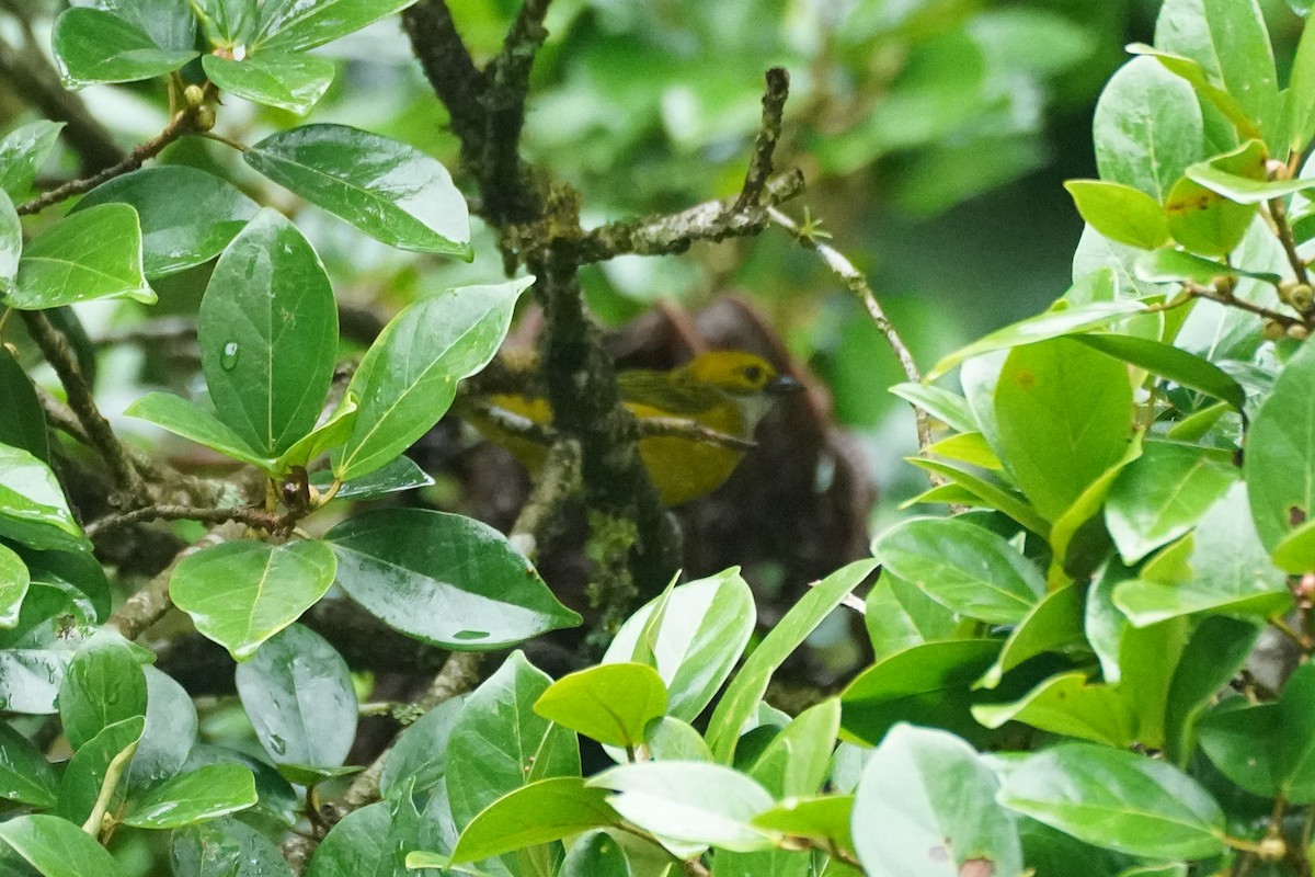 Calliste safran - ML646212047