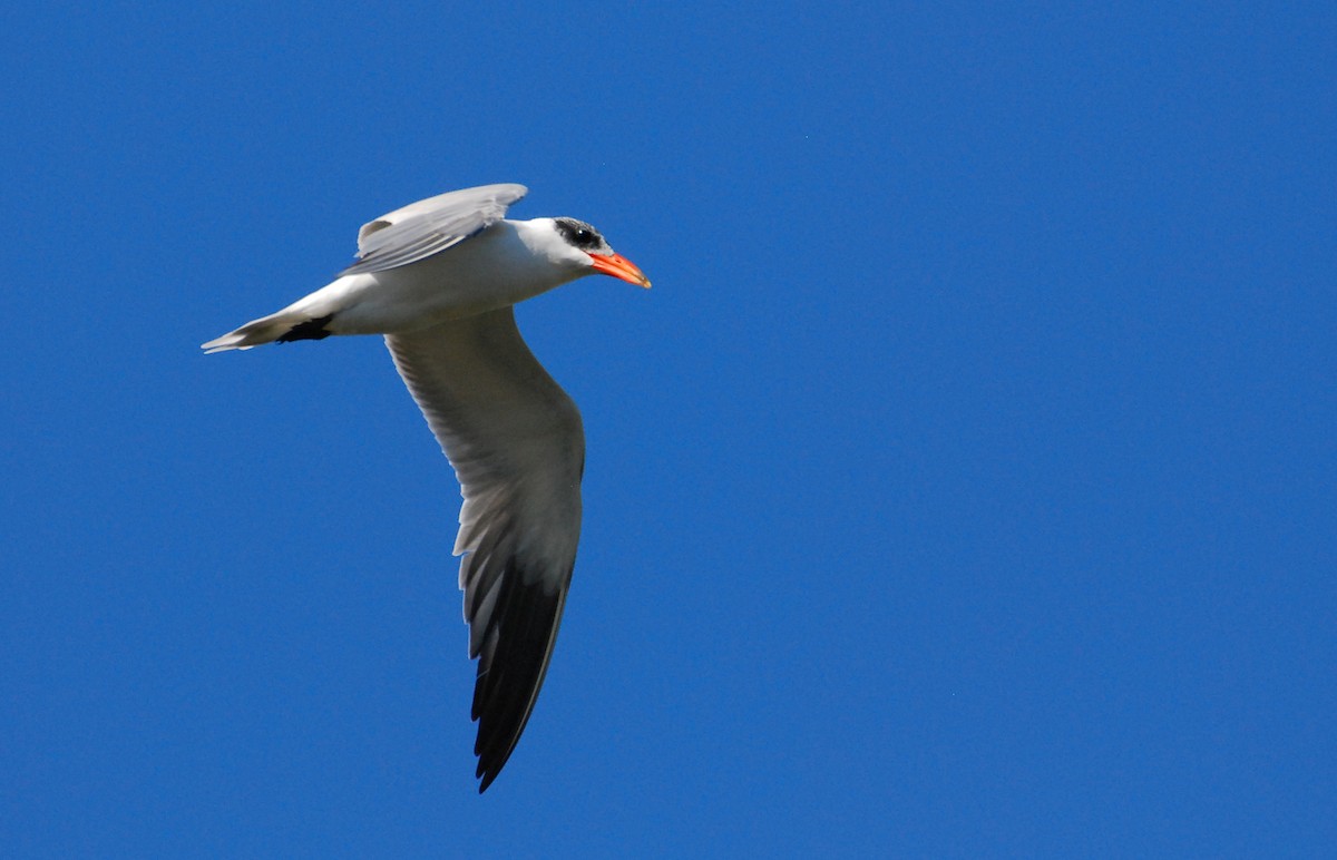 Sterne caspienne - ML646212048