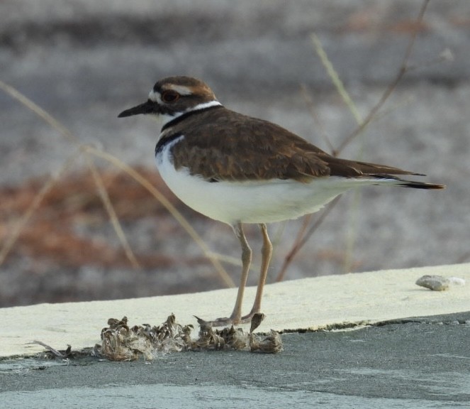 Pluvier kildir - ML646212049