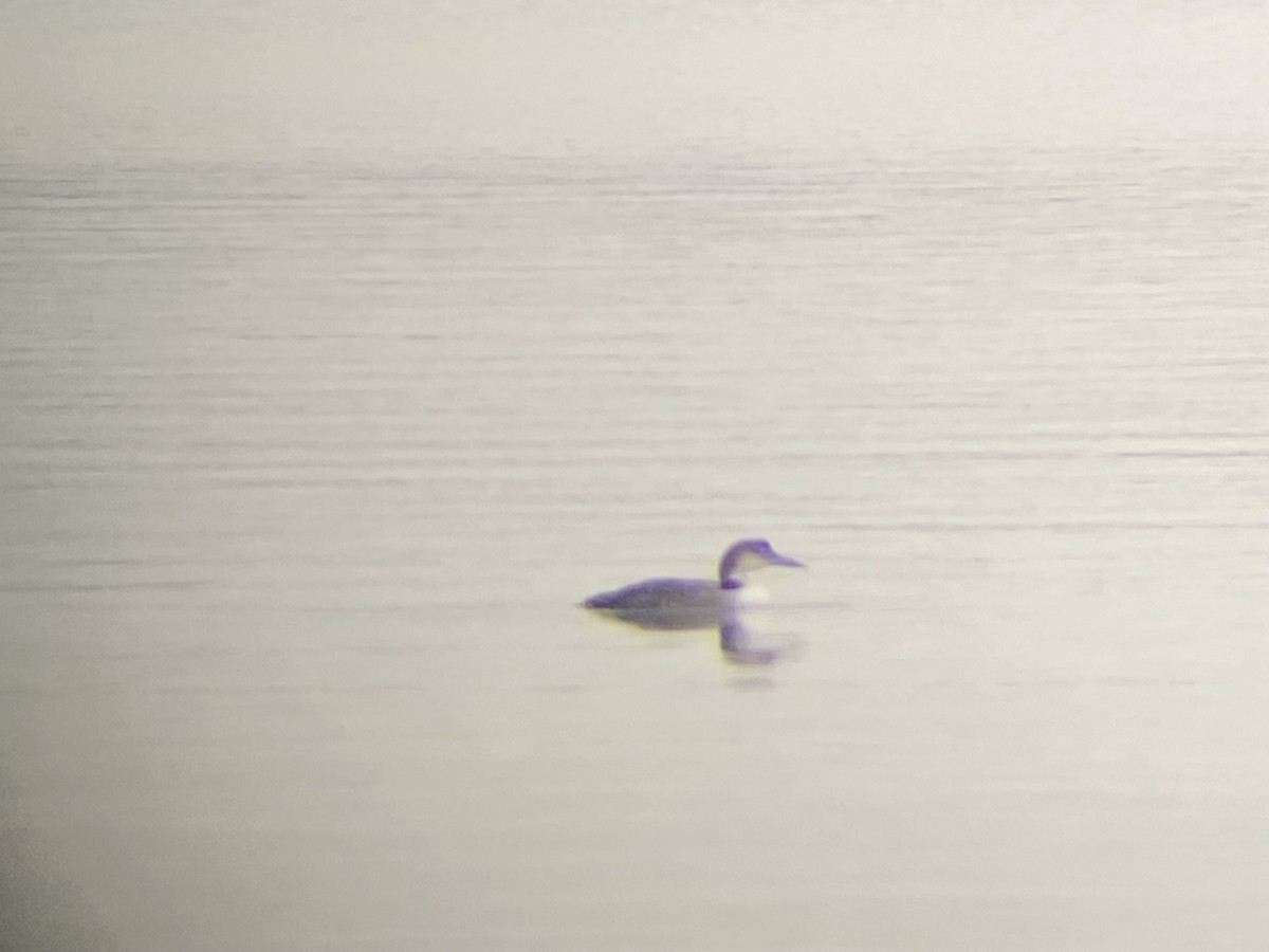 Plongeon huard - ML646212050