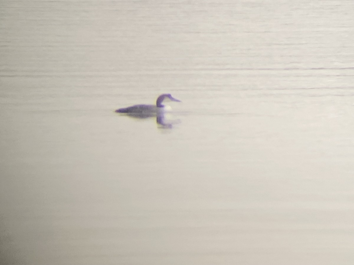 Plongeon huard - ML646212051