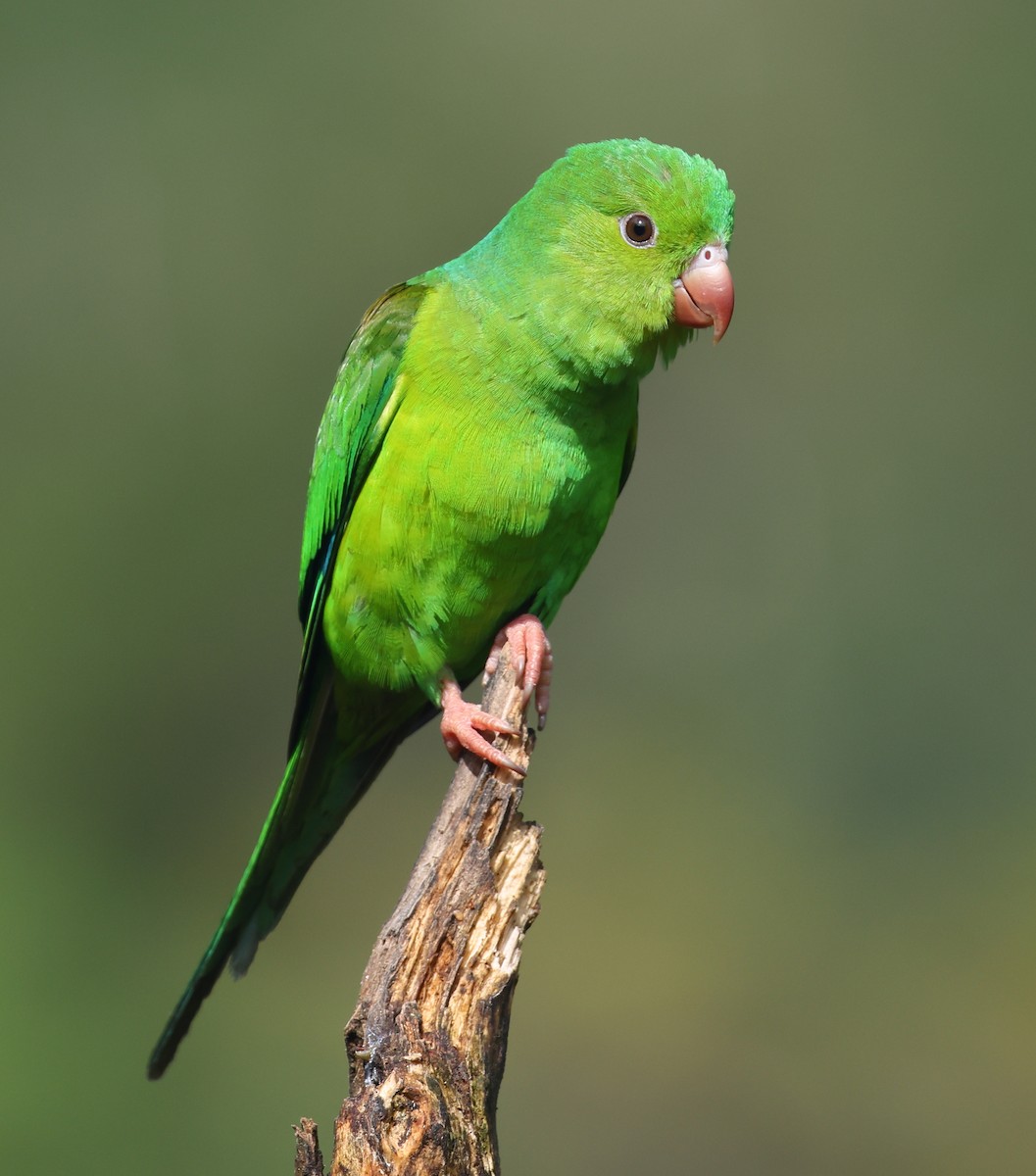 Toui tirica - ML646212054