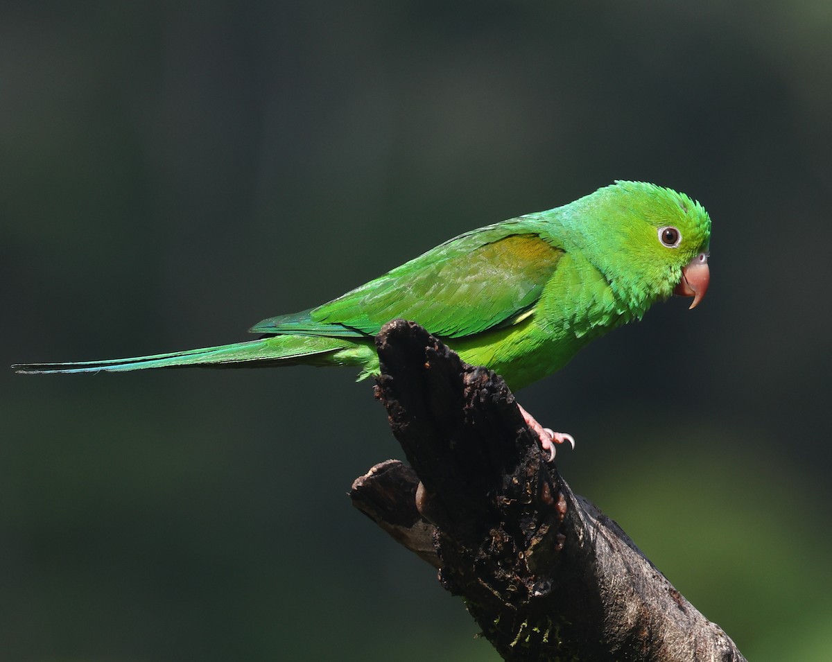 Toui tirica - ML646212055