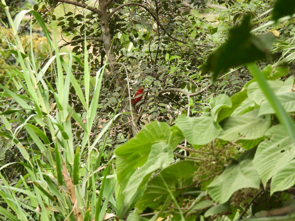 Piranga vermillon - ML646212058