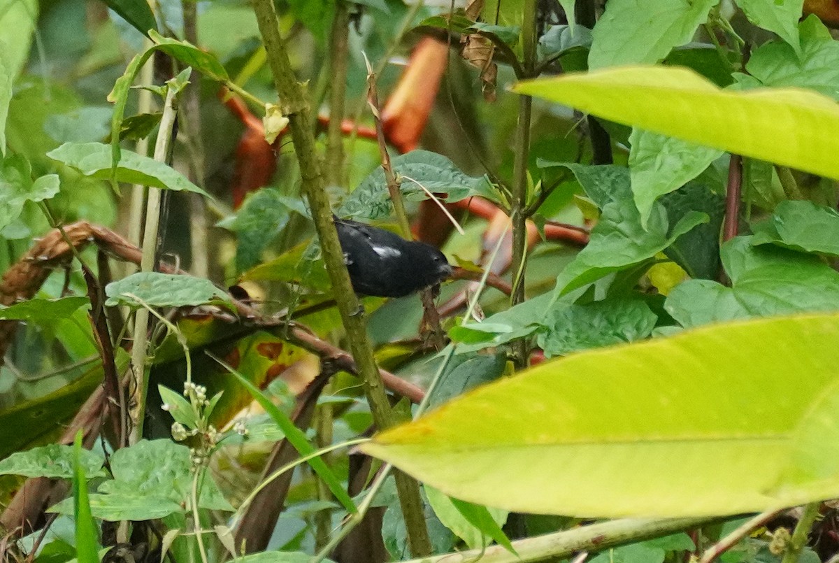 Sporophile variable - ML646212060