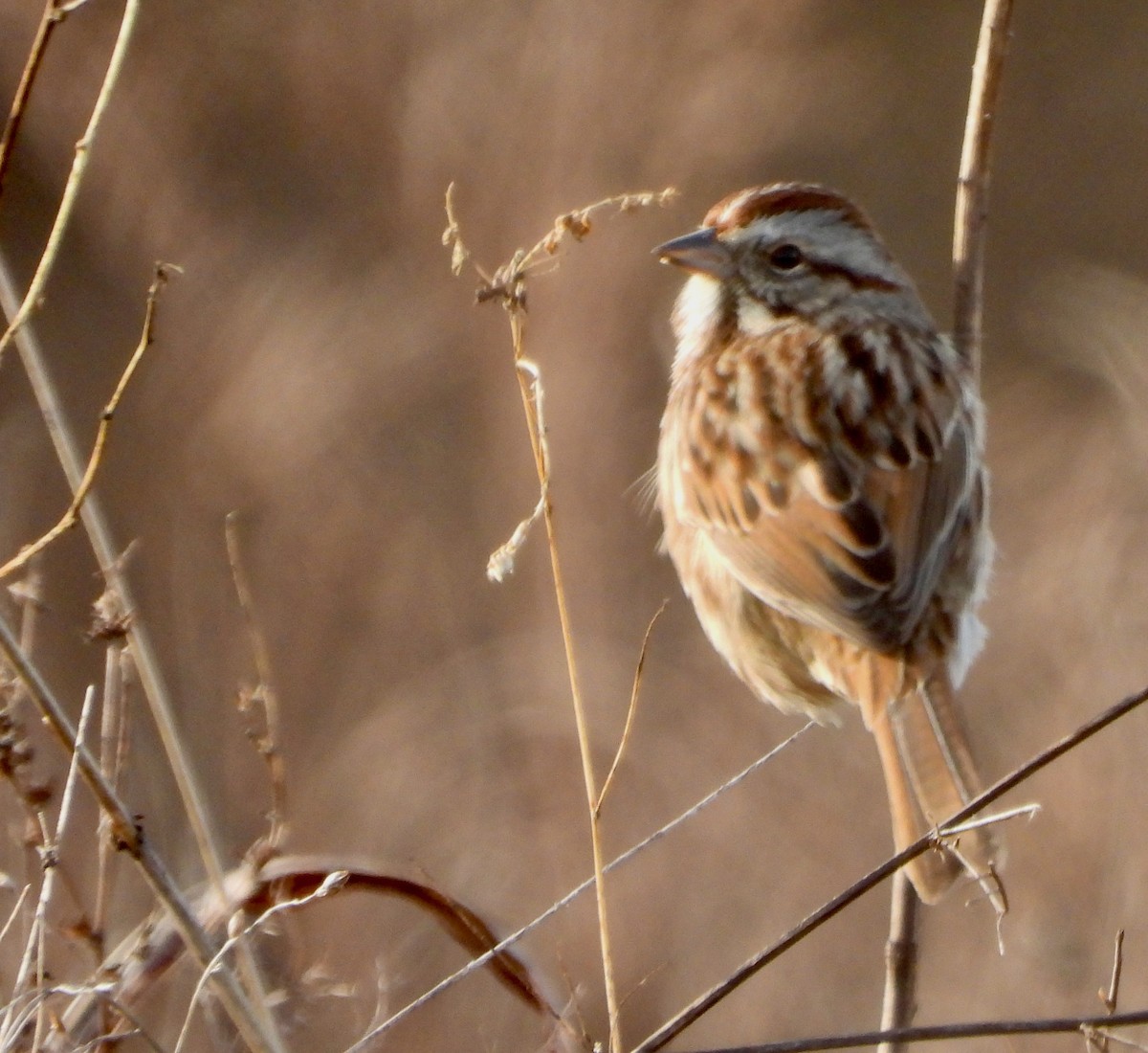 Bruant chanteur - ML646212061