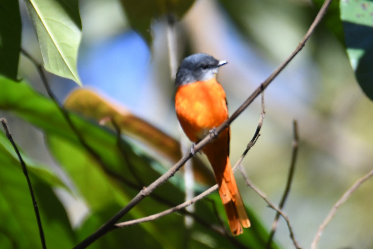 Minivet mandarin - ML646212062
