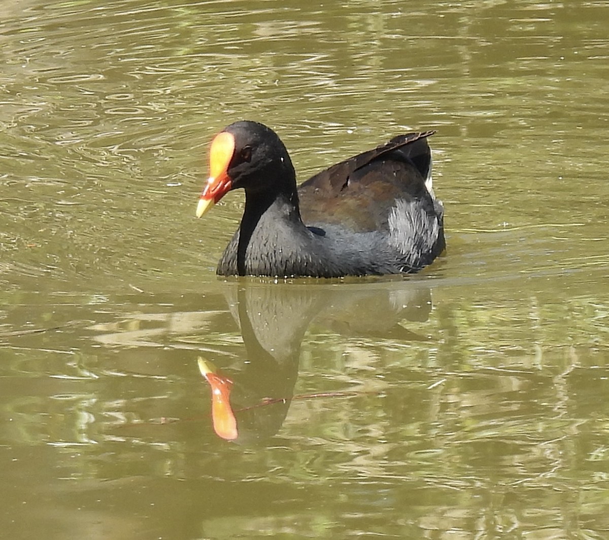Gallinule sombre - ML646212064