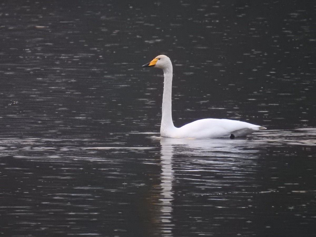 Лебідь-кликун - ML646212077