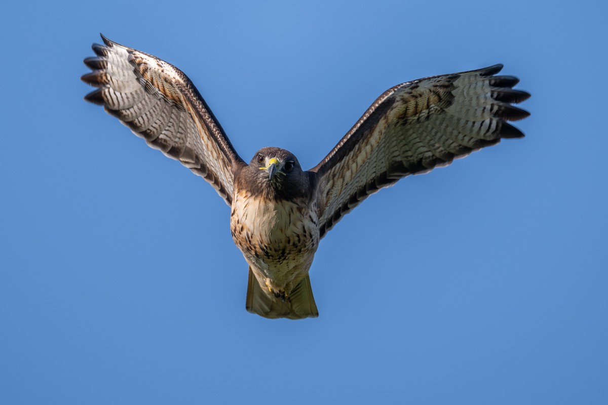 Red-tailed Hawk - ML646212087