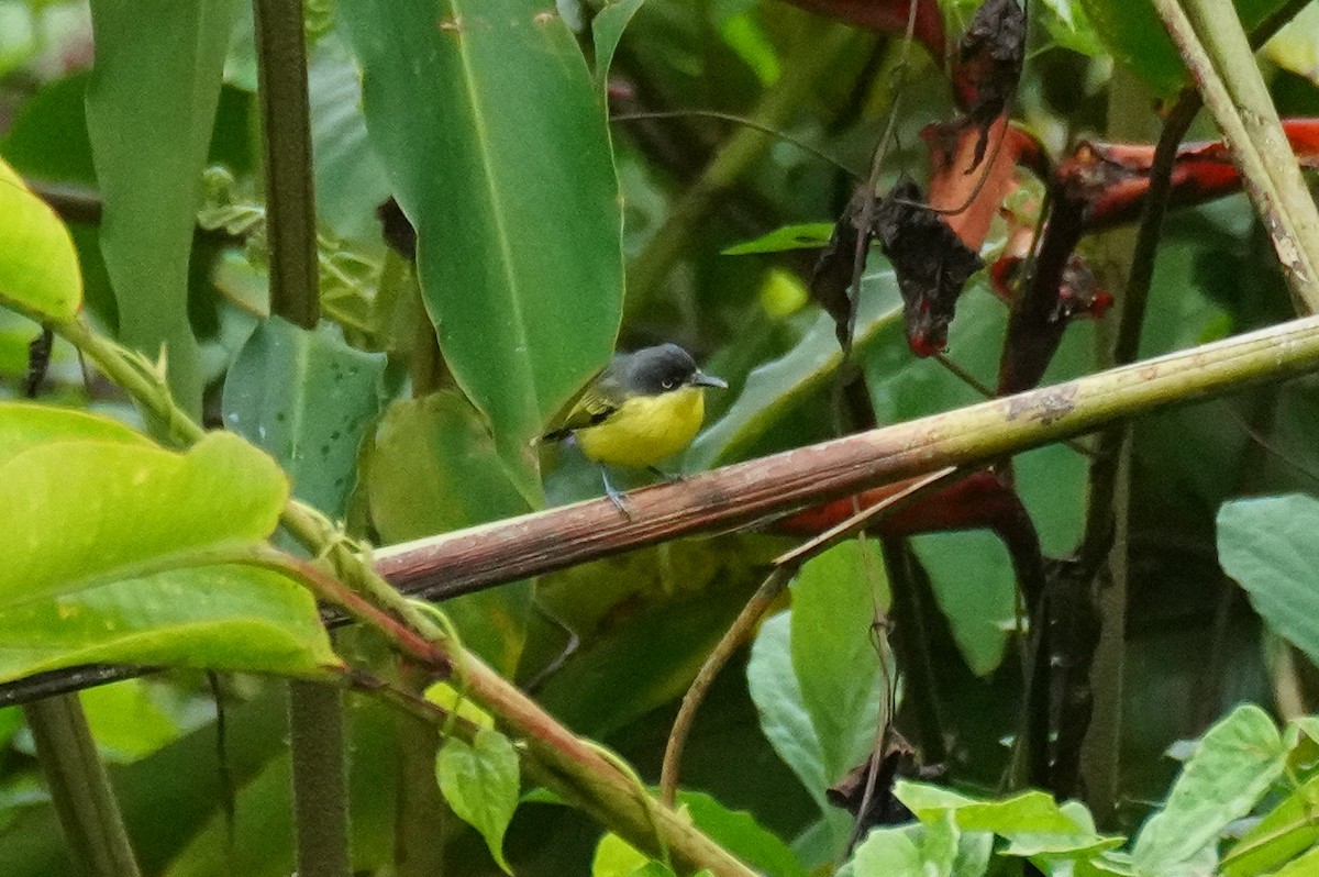 Common Tody-Flycatcher - ML646212096