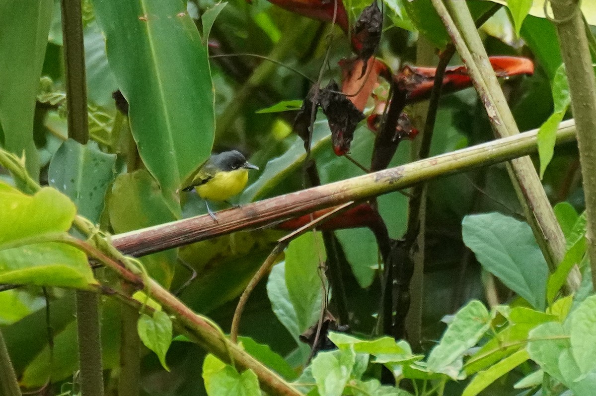Common Tody-Flycatcher - ML646212097