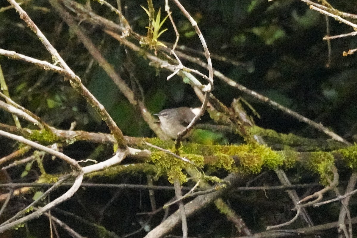 Buff-rumped Warbler - ML646212100