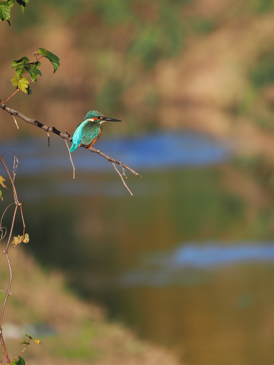 翠鳥 - ML646212101