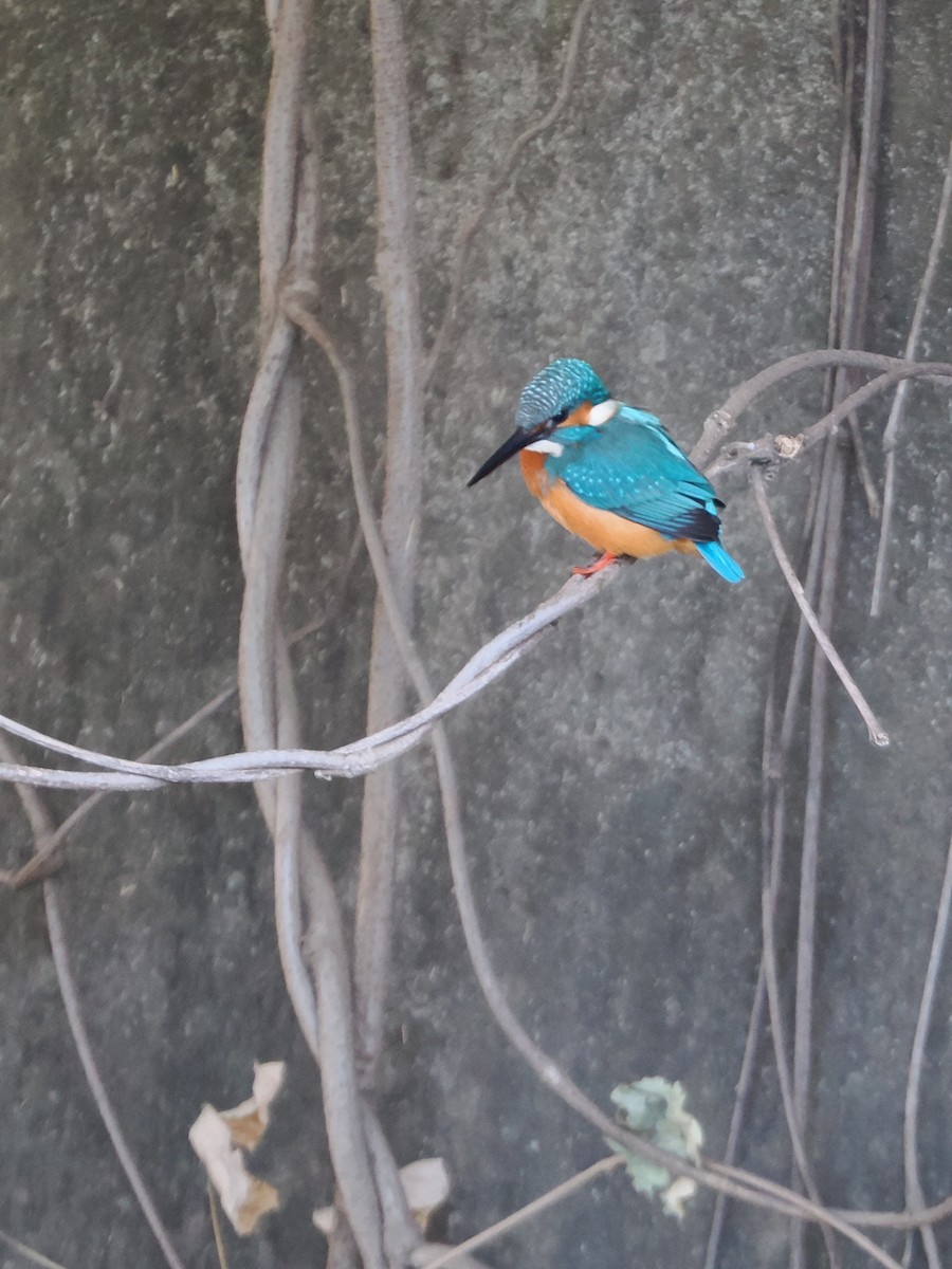 翠鳥 - ML646212103