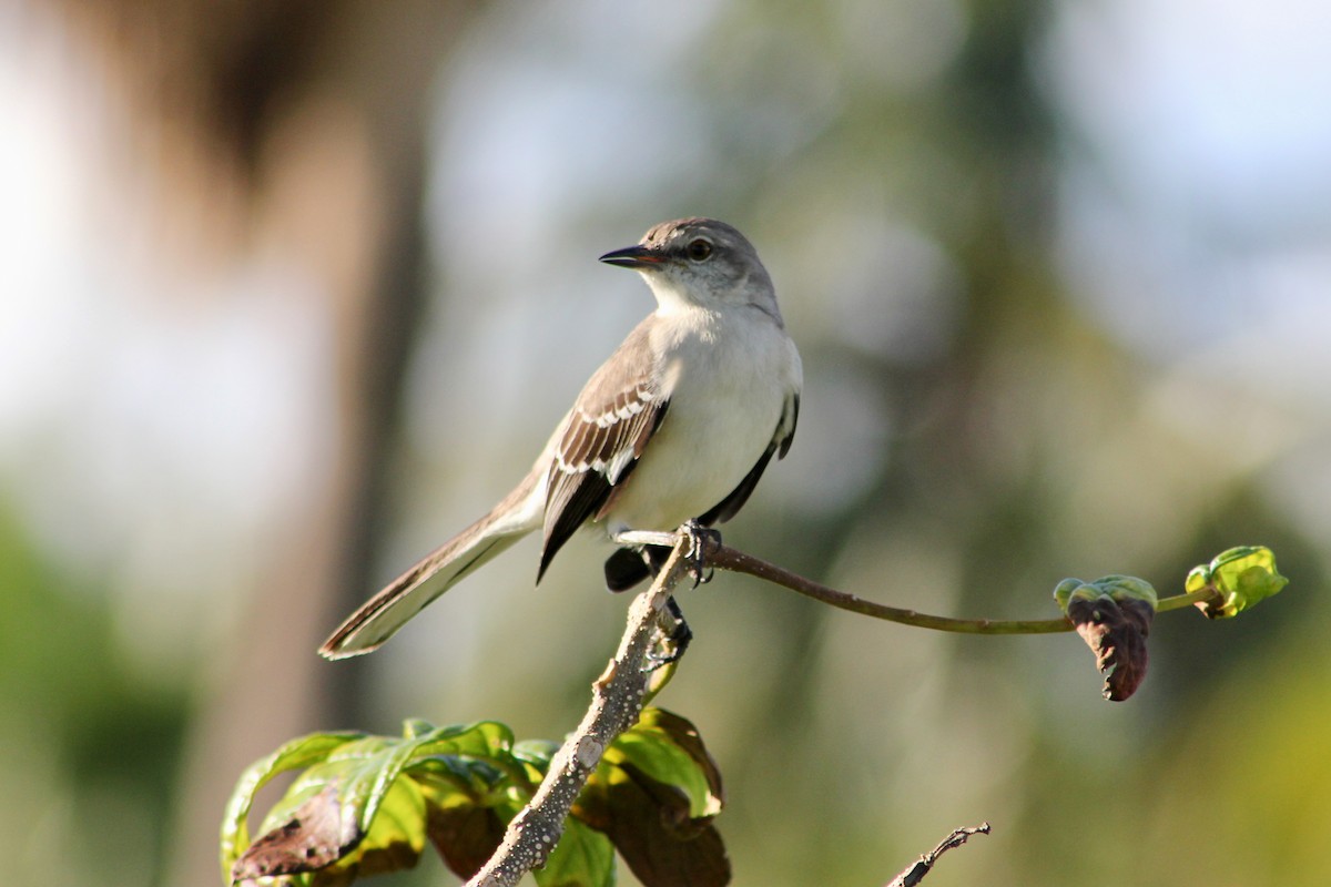 Northern Mockingbird - ML646212107