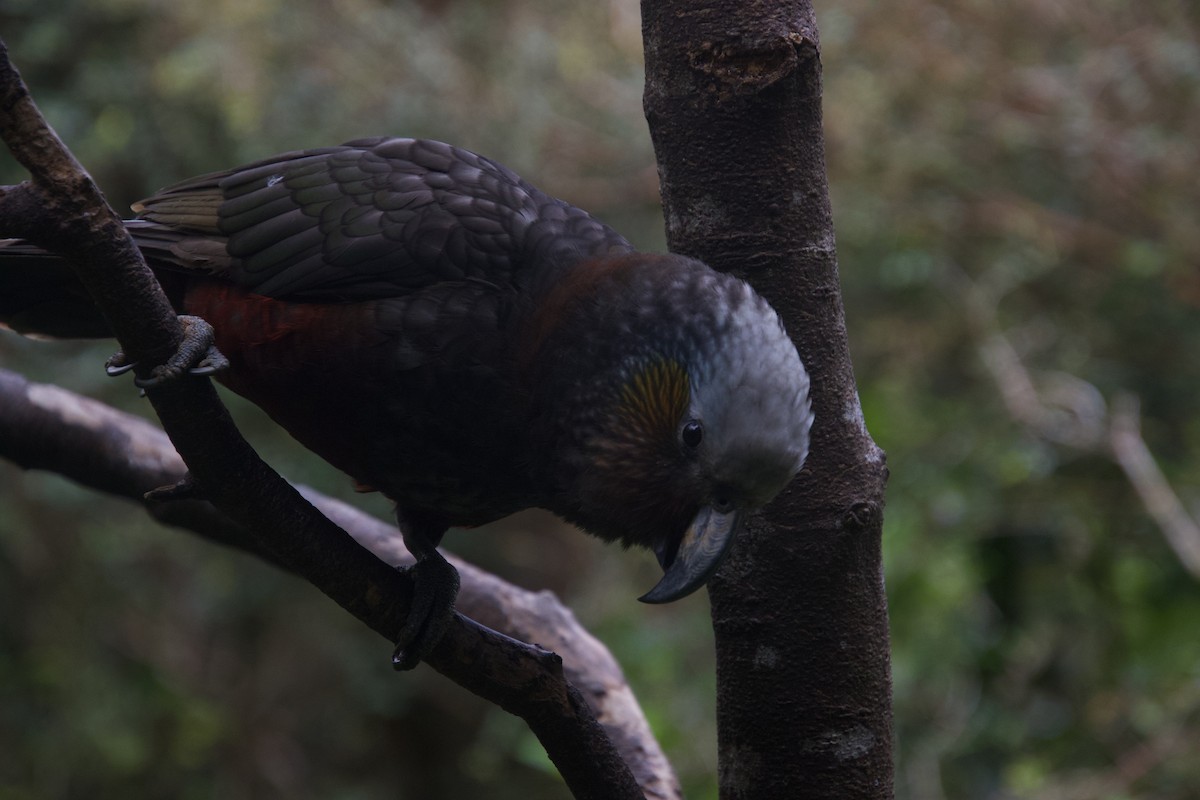New Zealand Kaka - ML646212121