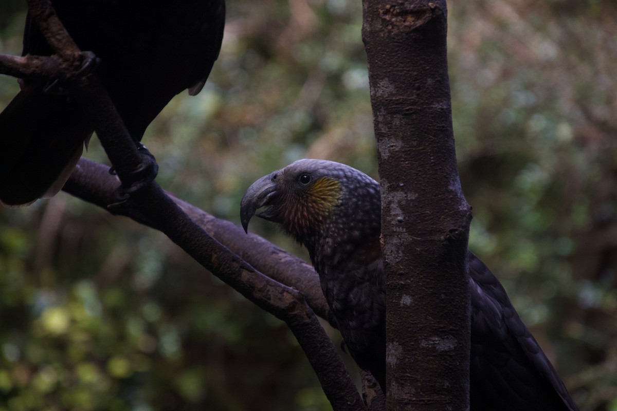 New Zealand Kaka - ML646212124