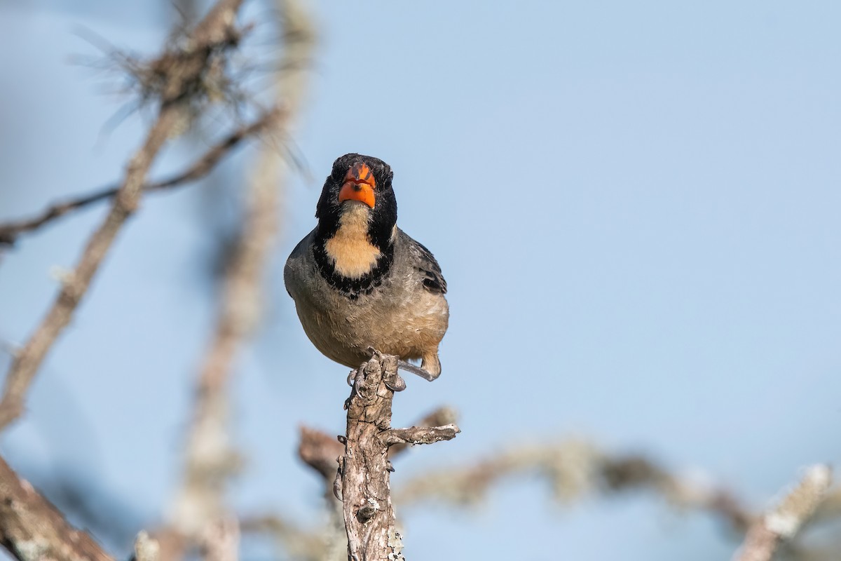 キバシイカル - ML646212128