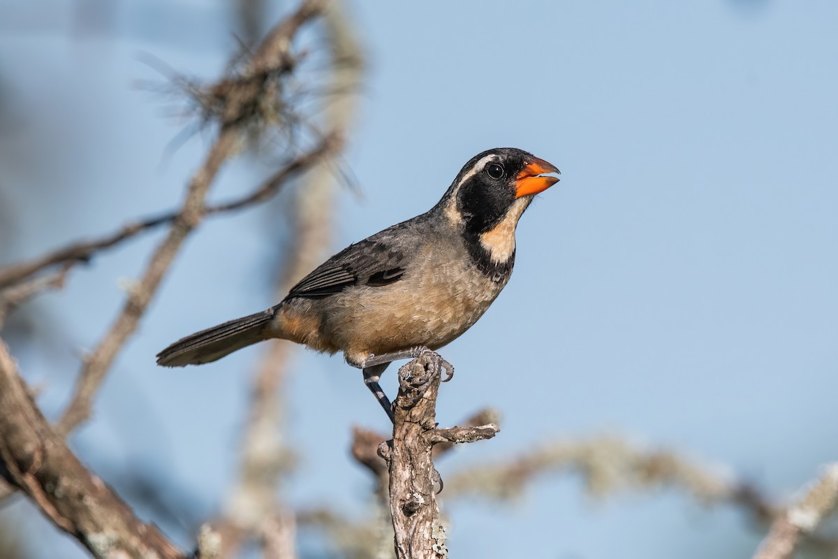 キバシイカル - ML646212129