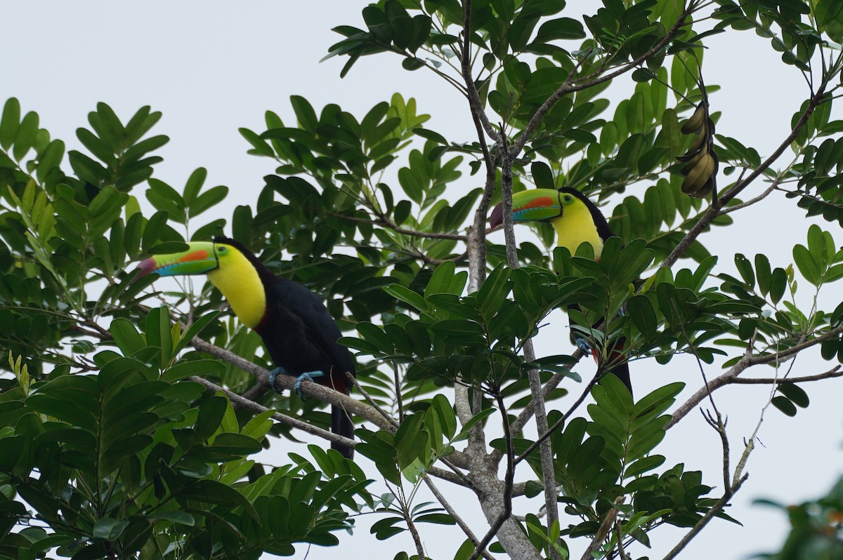 tukan středoamerický - ML646212130