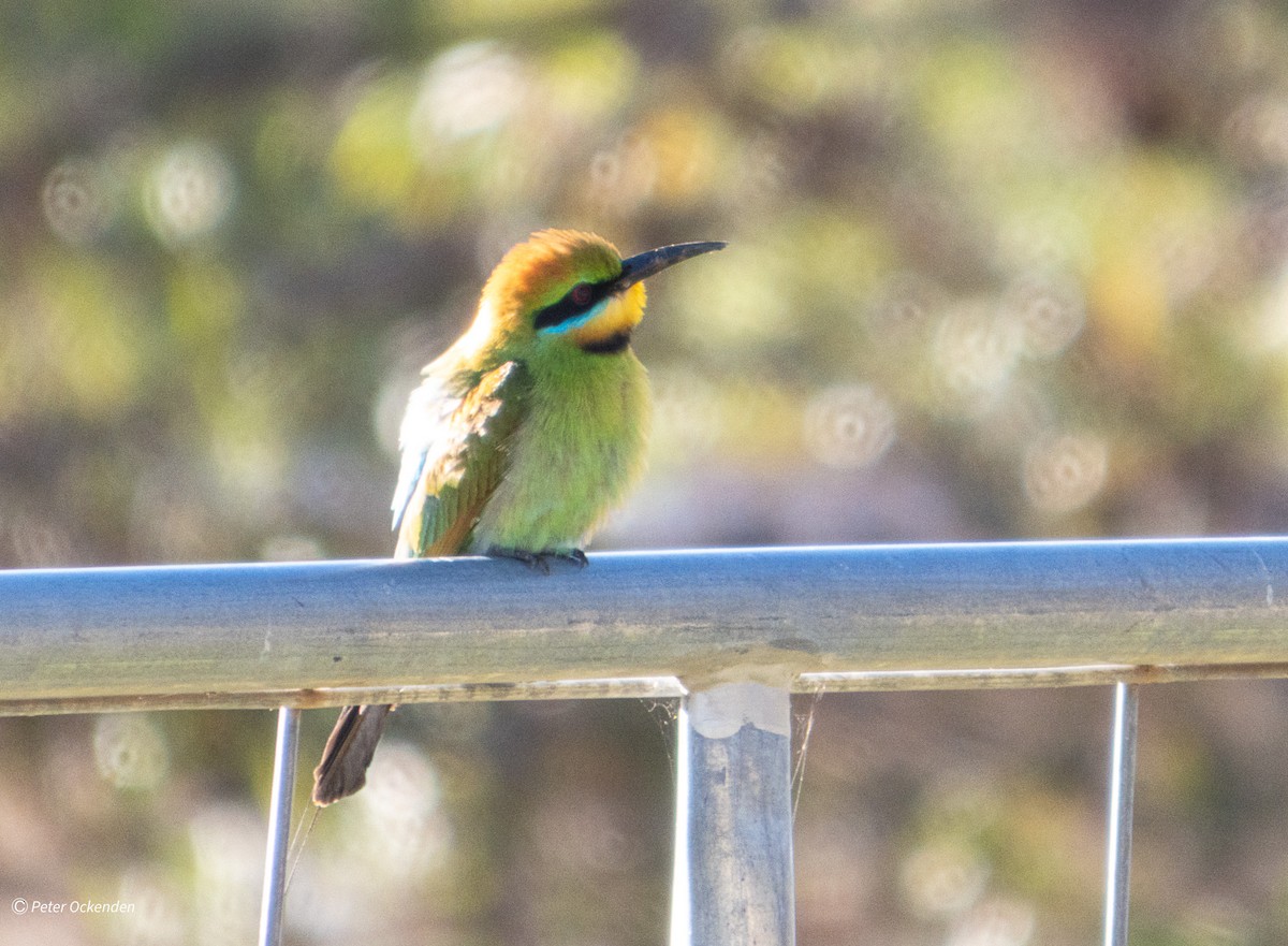 彩虹蜂虎 - ML646212136