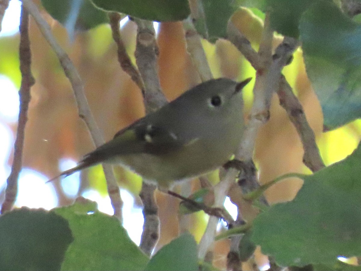 Ruby-crowned Kinglet - ML646212139
