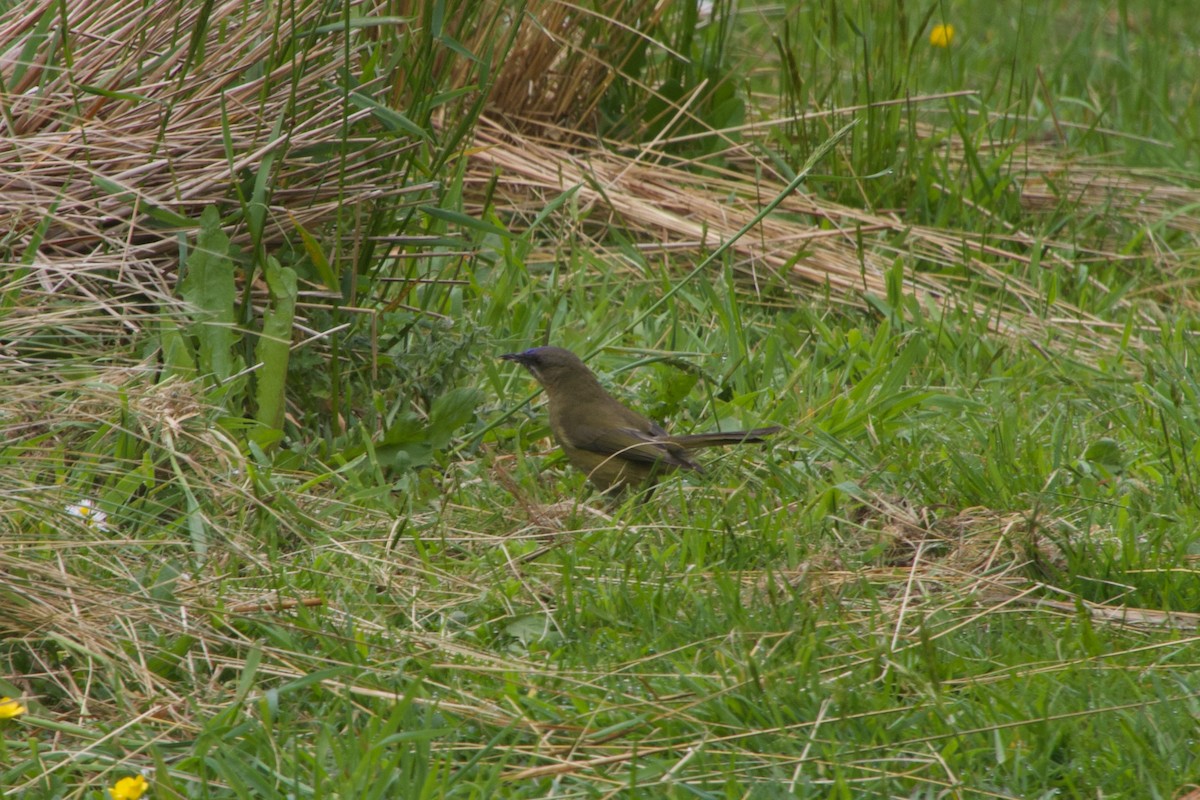 New Zealand Bellbird - ML646212146
