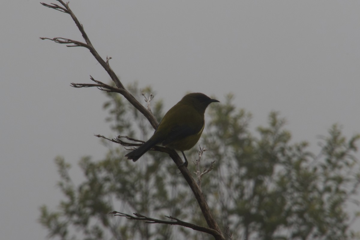 New Zealand Bellbird - ML646212147