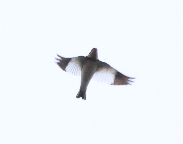 Пуночка снігова - ML646212149