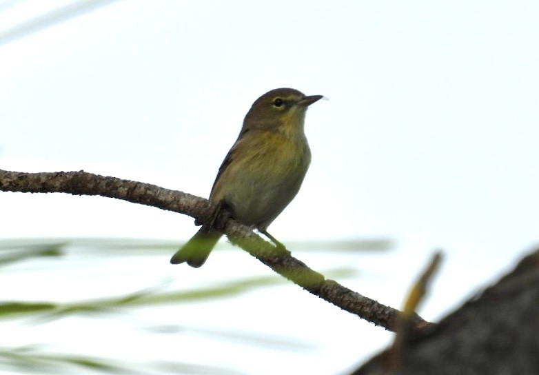 Pine Warbler - ML646212155
