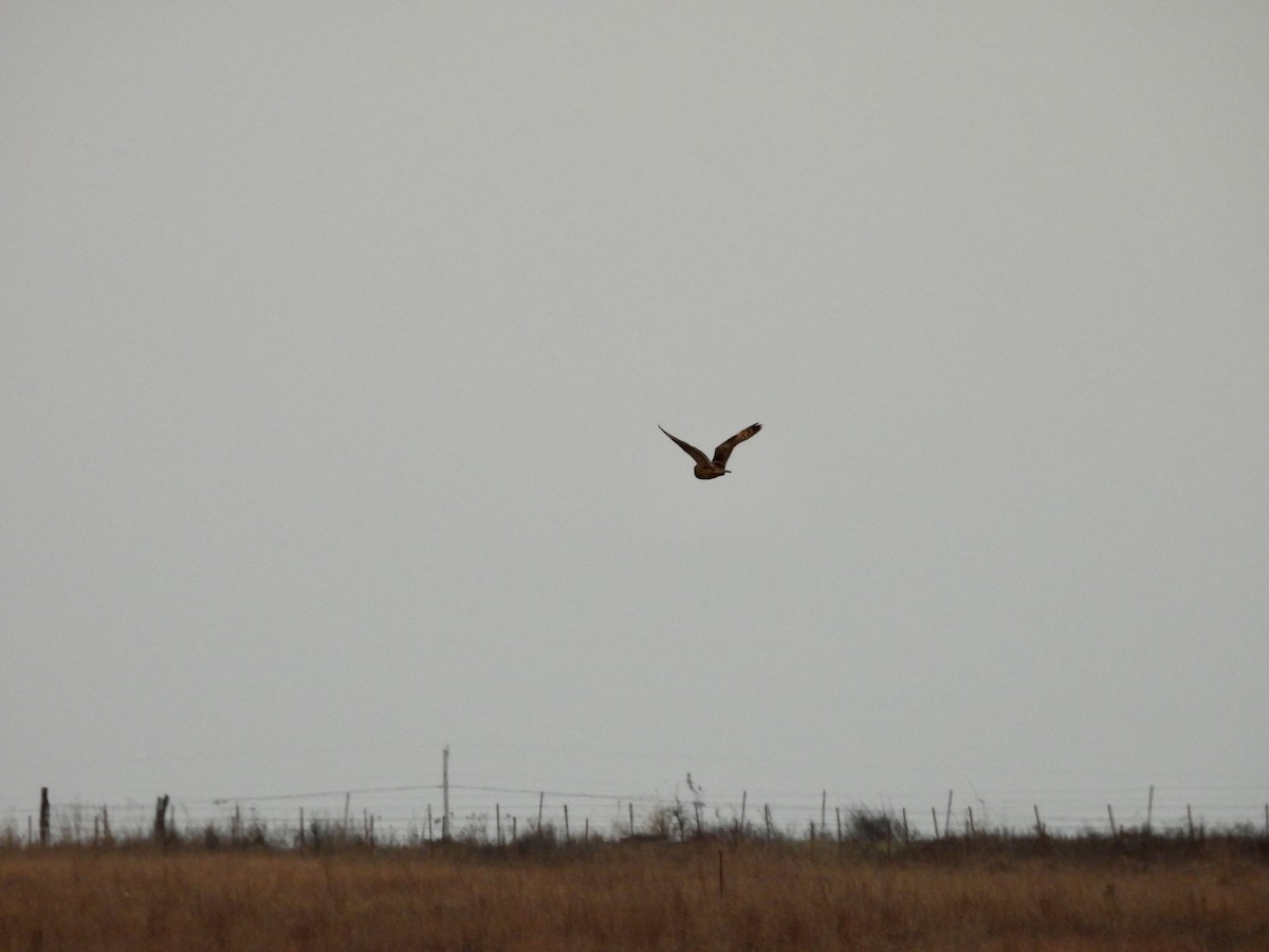 Short-eared Owl - ML646212156