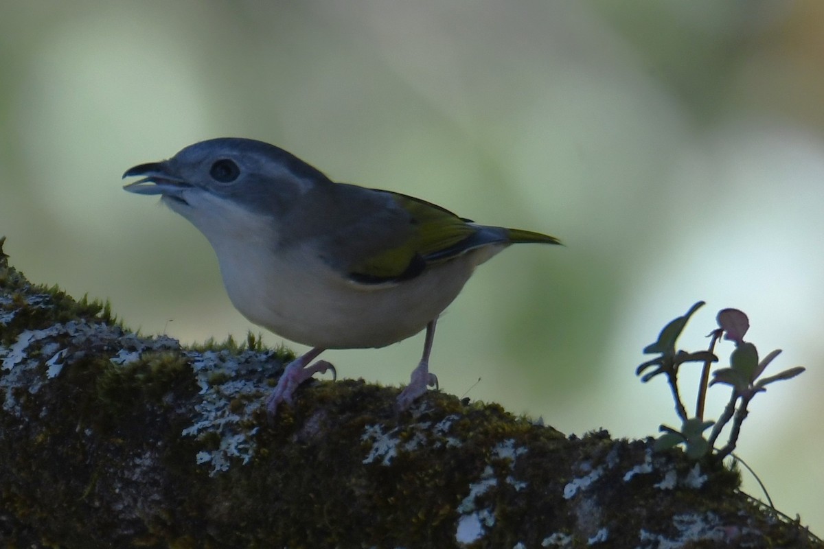 White-browed Shrike-Babbler - ML646212160