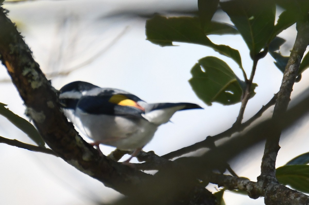 White-browed Shrike-Babbler - ML646212161