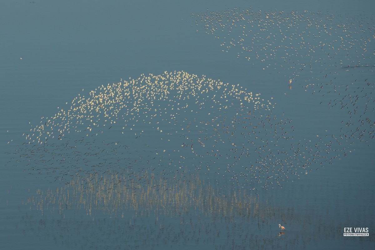 Wilsonwassertreter - ML646212165