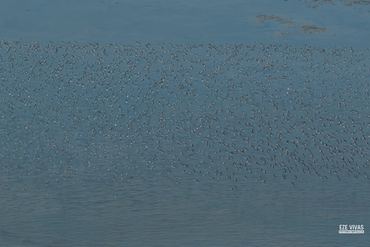 Wilsonwassertreter - ML646212166