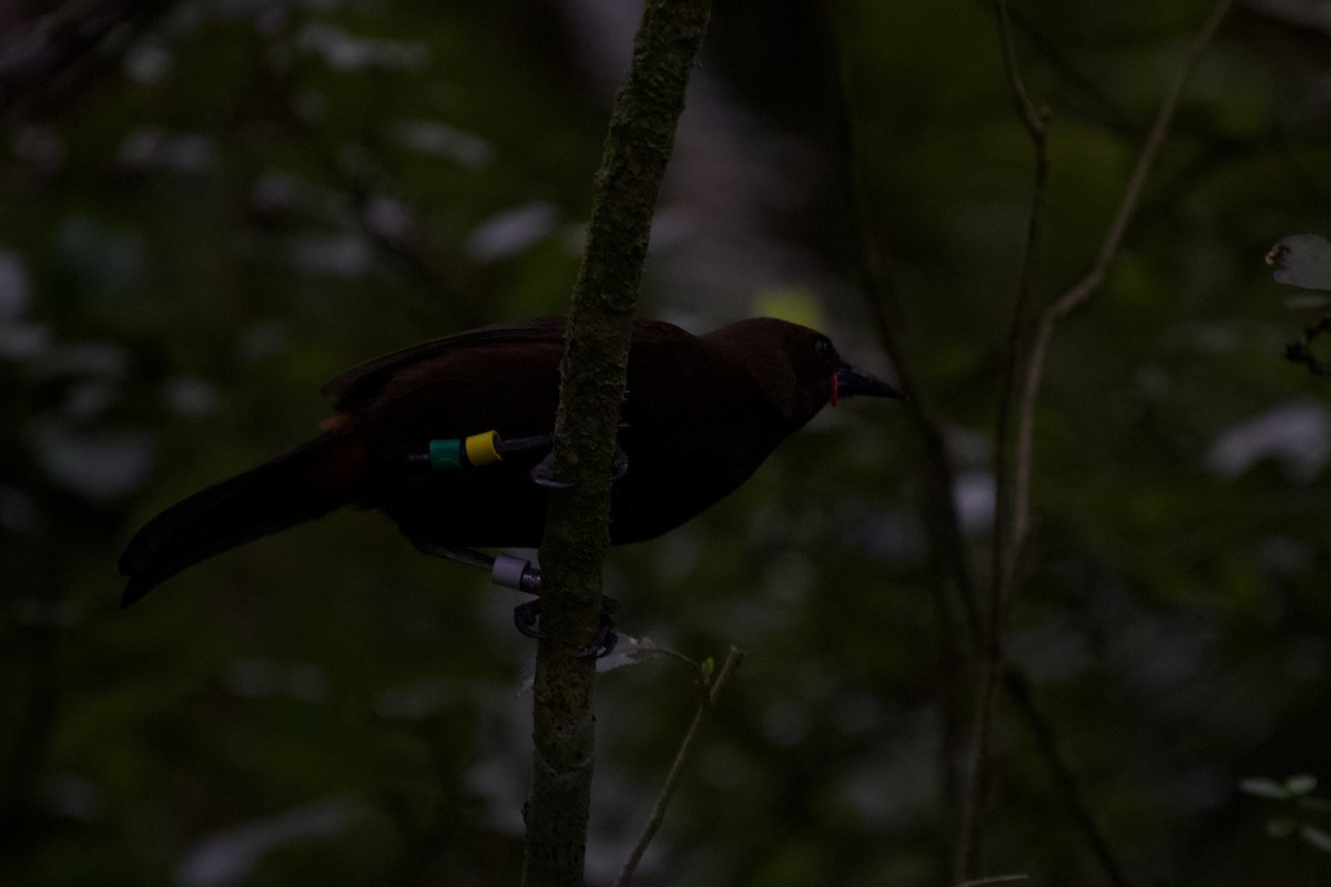 South Island Saddleback - ML646212170