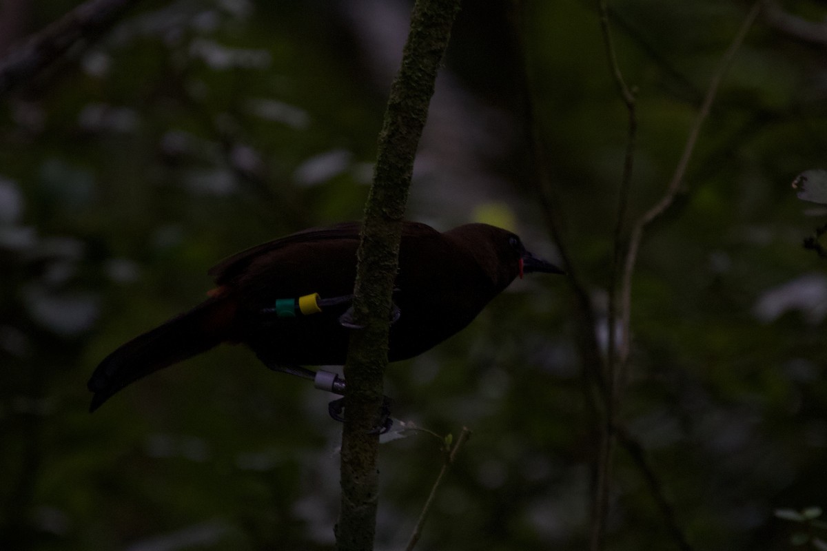 South Island Saddleback - ML646212171