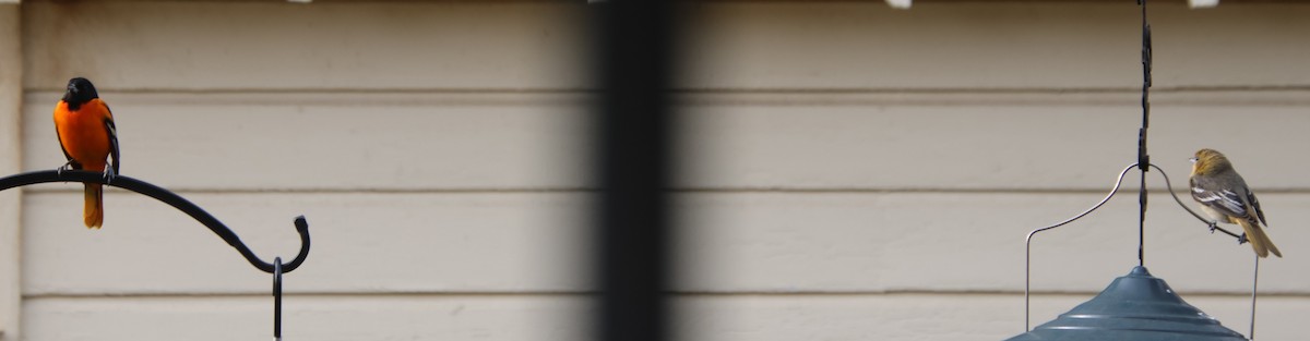 Балтиморский трупиал - ML646212175