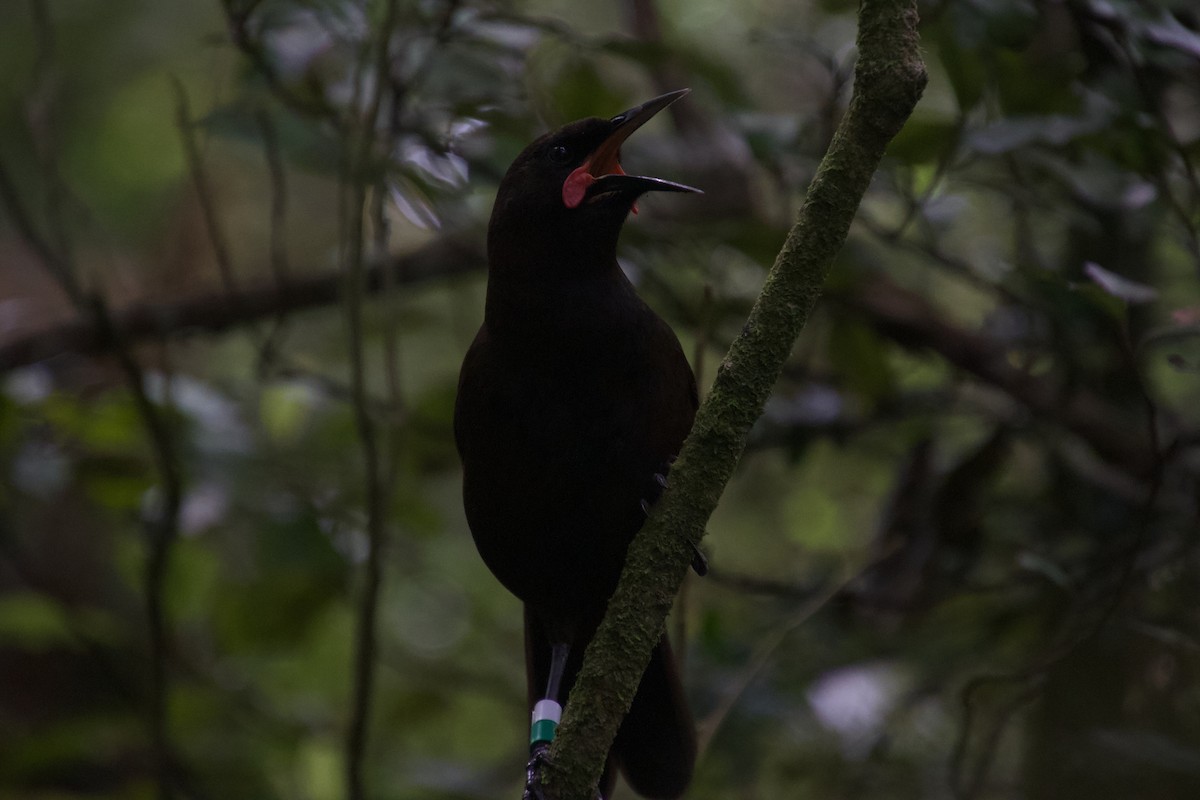 South Island Saddleback - ML646212176