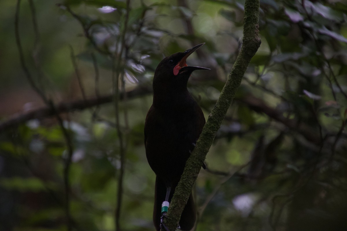 South Island Saddleback - ML646212177