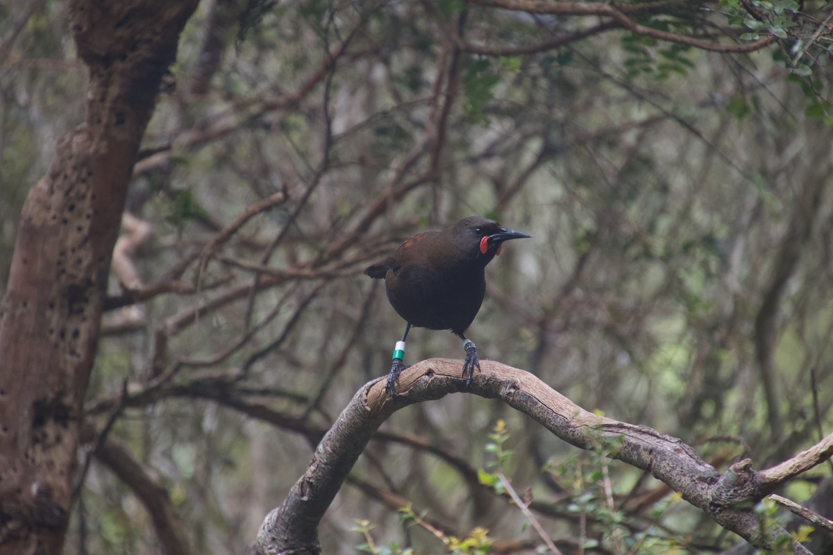 South Island Saddleback - ML646212178