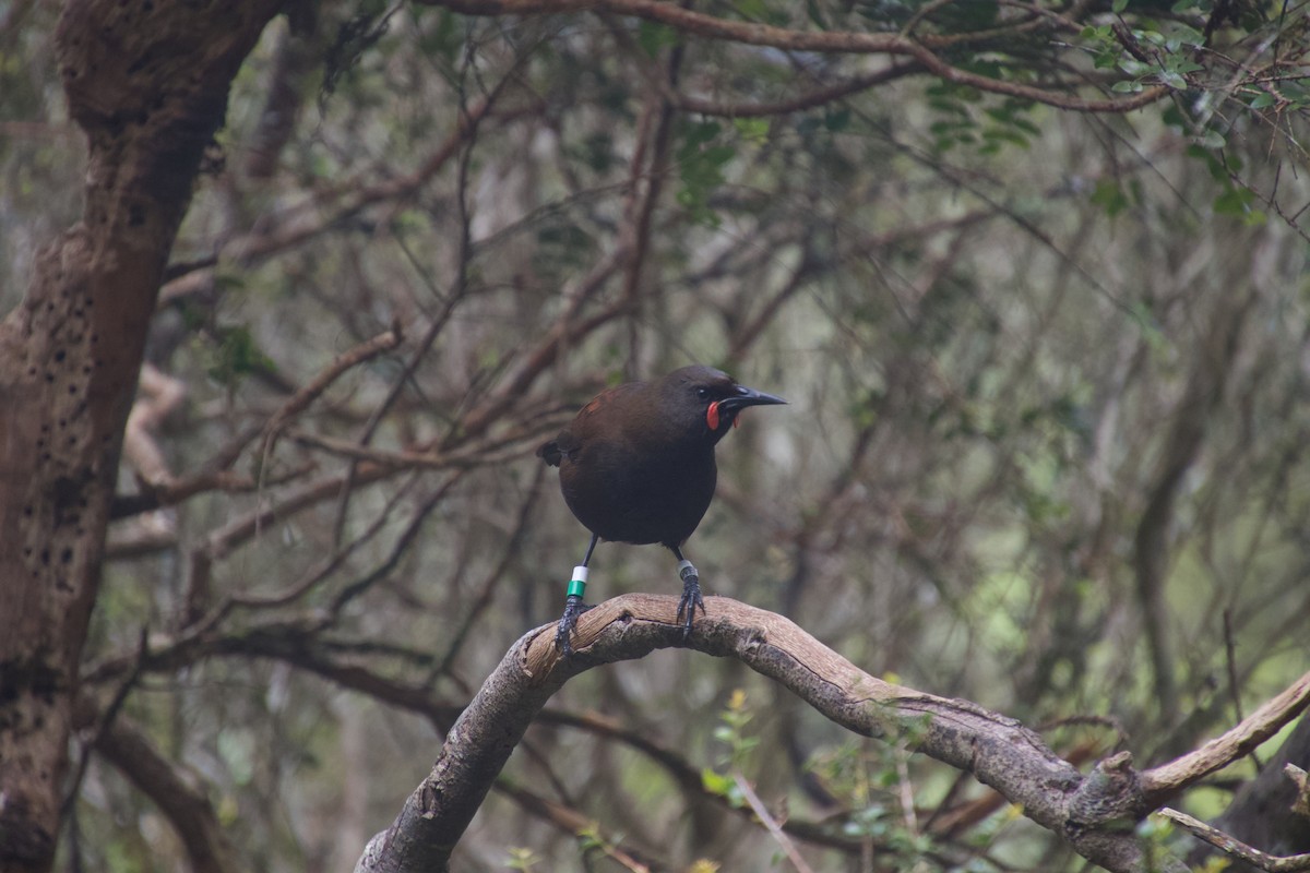 South Island Saddleback - ML646212179